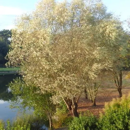 Avec Vue Sur *